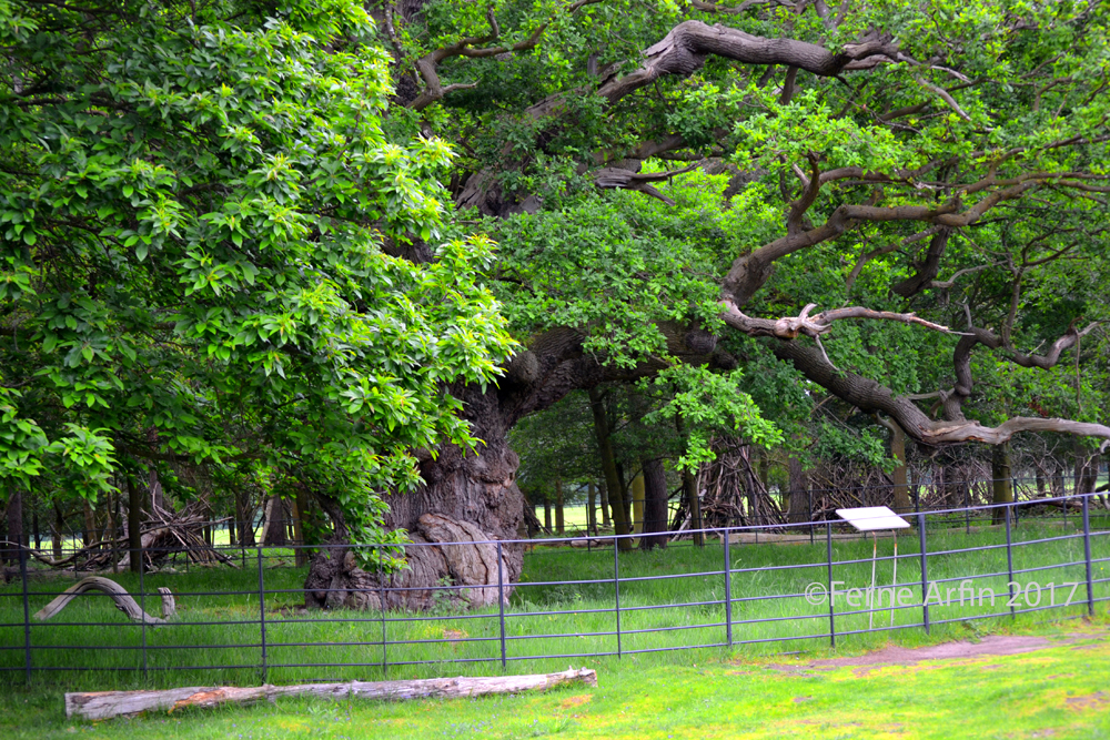 650 year old Repton Oak