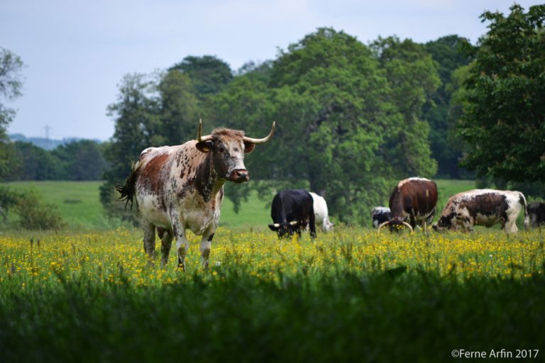 Rare breed cattle at Attingham Park