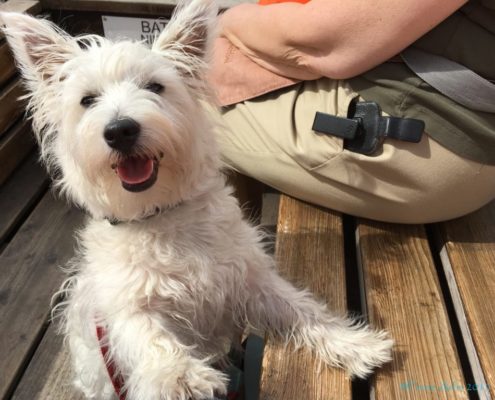 Westies and boat trips in France go together like love and marriage. ©Ferne Arfin