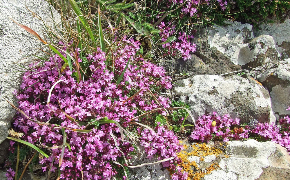 Pink Flowering Thyme photo by Philip Goddard ccl