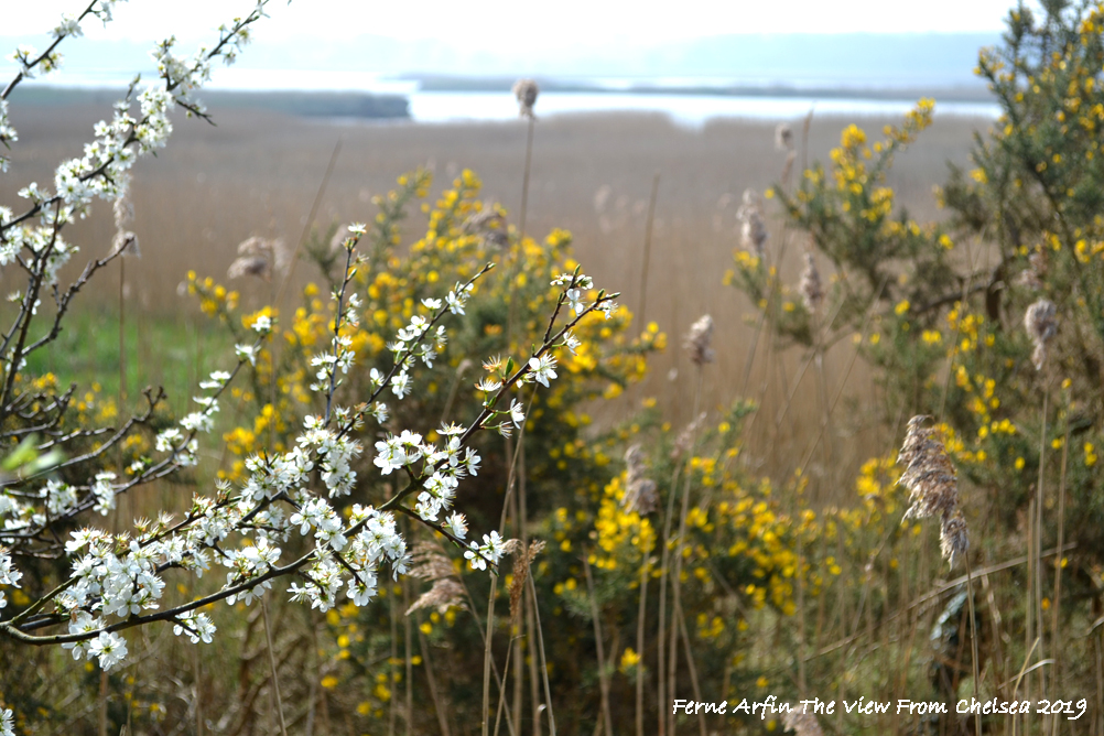 Yellow Gorse and delicate white hawthorn blossoms in Snape Warren, Suffolk