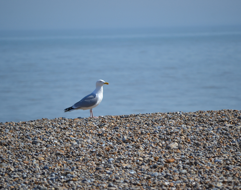 lone seafull on pebble beach beside blue sky, under horizon line.