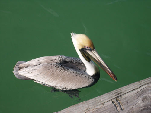 Pelican floating on green water near a wooden pier