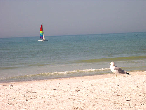 Lone seagull on the beach looking at a sail catamaran with purple, blue, green, yellow, red and magenta striped sailes