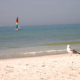 Lone seagull on the beach looking at a sail catamaran with purple, blue, green, yellow, red and magenta striped sailes