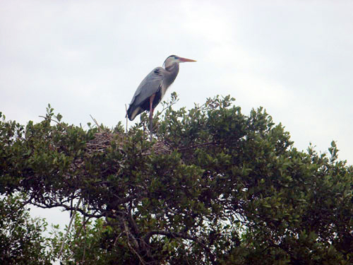 Great blue heron in a tree top against a cloudy sky.
