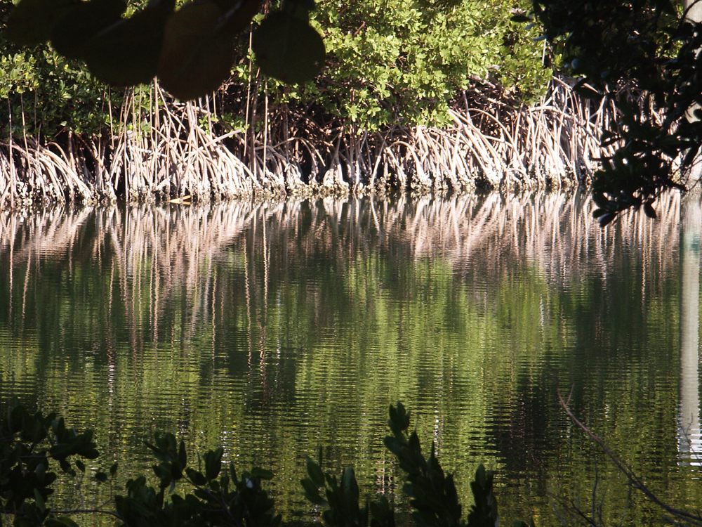 mangrove swamp with mangroves reflecting in the water on Anna Maria