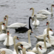 at #Abbotsbury #Swannery #black swan among mute swans.#england #dorset #heritage#jurassic coast #swans#history#blackswan #thefleet