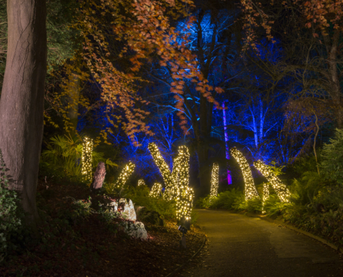 Christmas lights in a darkened woodland. Aviary gardens, waddesdon manor, light trail, christmas, christmas lights,