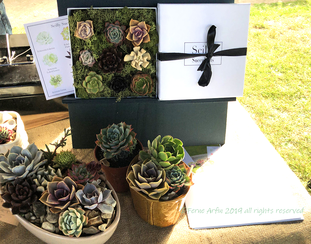 Succulents, St Mary's Market, Christmas gifts