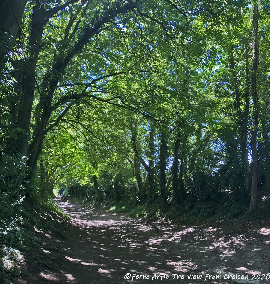 Halnaker Tree Tunnel, west sussex walk