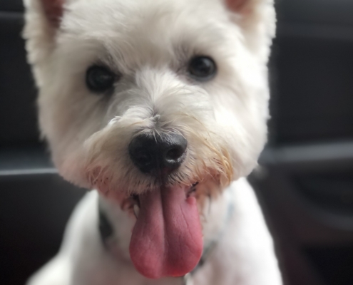 Westie, with pink tongue, Lulu the Westie
