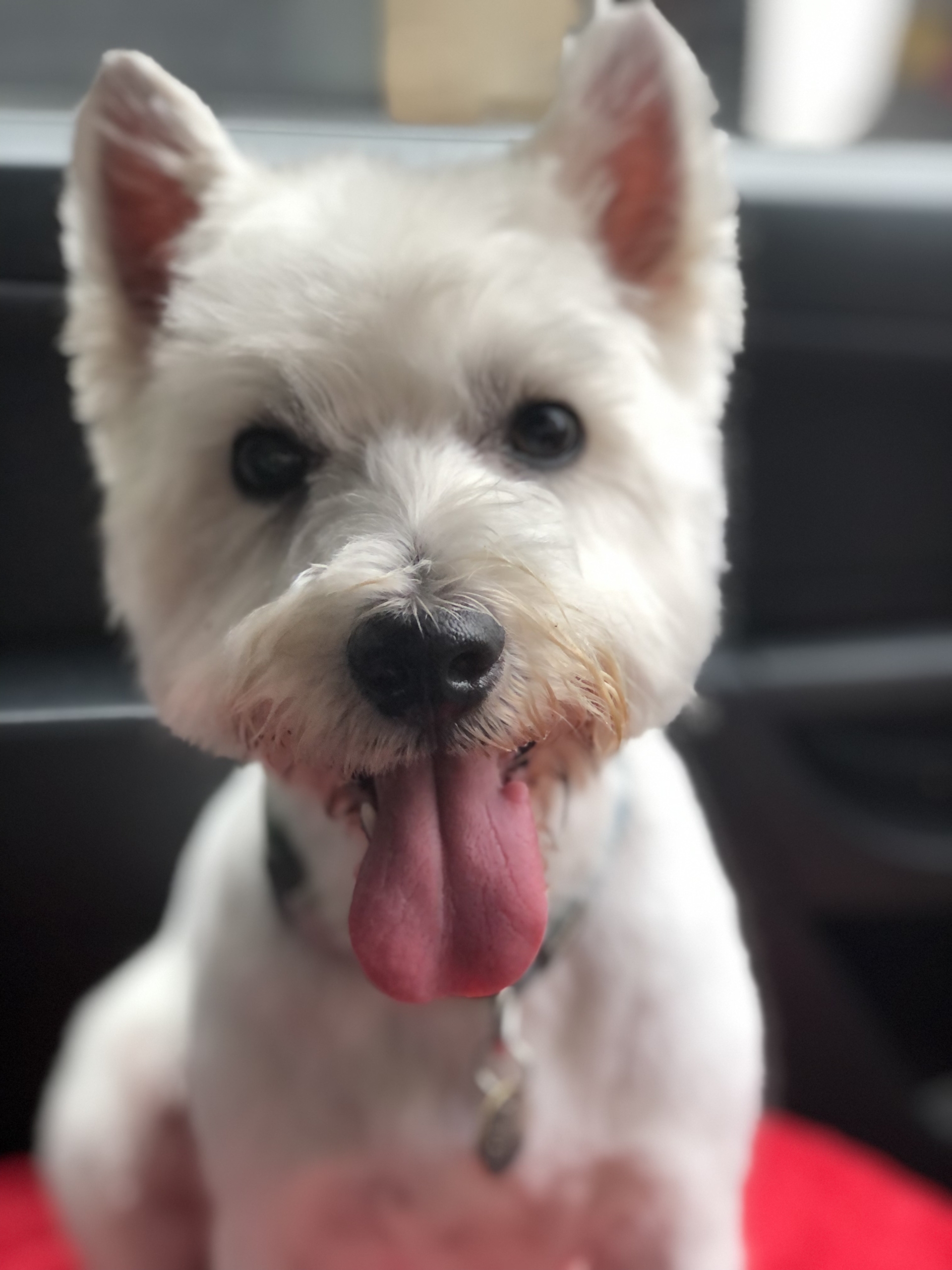 Westie, with pink tongue, Lulu the Westie