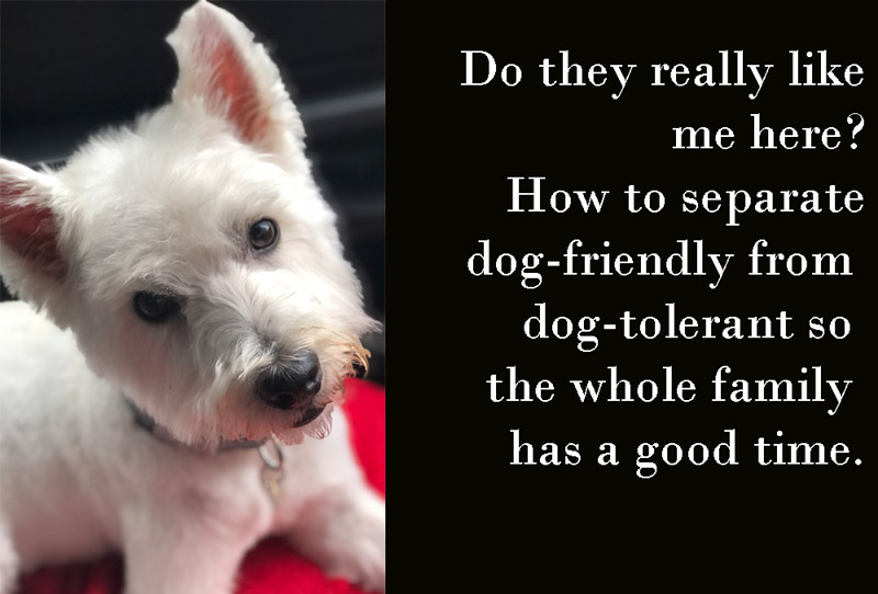 dog-friendly, lulu the westie, dog friendly hotels, intelligent dog, appealing dog, west highland terrier, westie